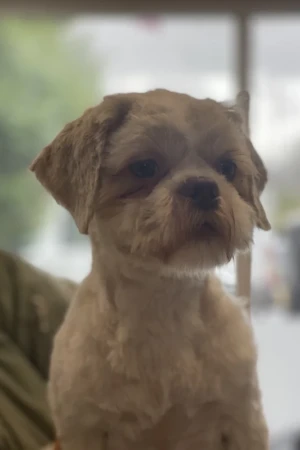 4 Paws an lee, dog & pet grooming services