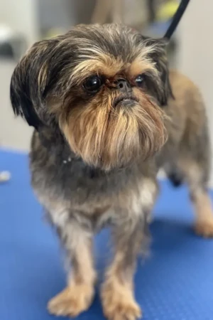 4 Paws an lee, dog & pet grooming services