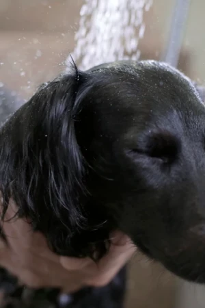 4 Paws an lee, dog & pet grooming services