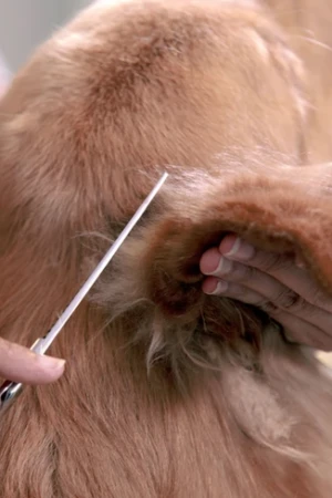 4 Paws an lee, dog & pet grooming services