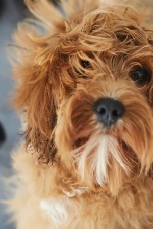 4 Paws an lee, dog & pet grooming services