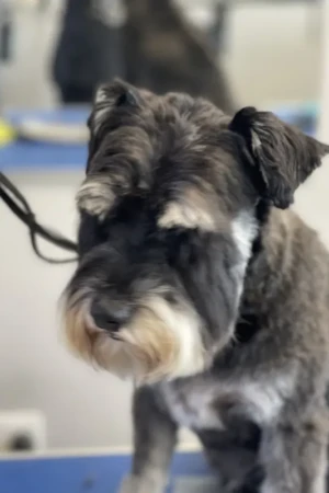 4 Paws an lee, dog & pet grooming services