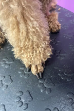 4 Paws an lee, dog & pet grooming services