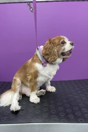 4 Paws an lee, dog & pet grooming services