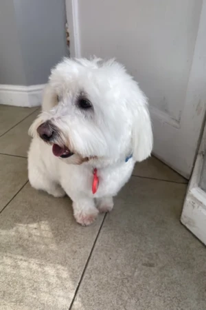 4 Paws an lee, dog & pet grooming services