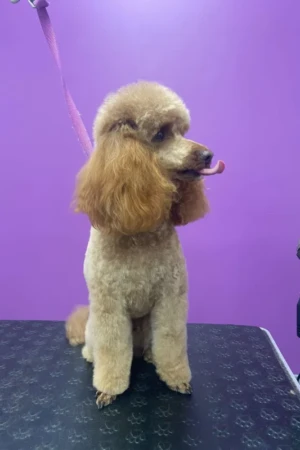 4 Paws an lee, dog & pet grooming services