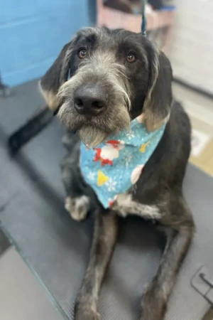 4 Paws an lee, dog & pet grooming services