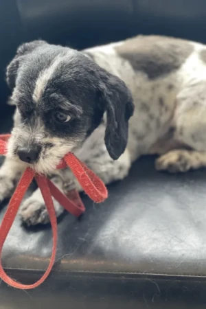 4 Paws an lee, dog & pet grooming services