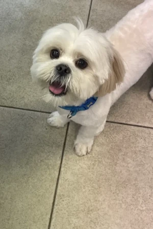 4 Paws an lee, dog & pet grooming services