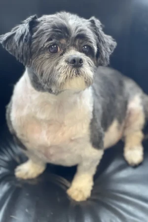 4 Paws an lee, dog & pet grooming services