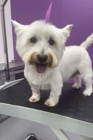 4 Paws an lee, dog & pet grooming services