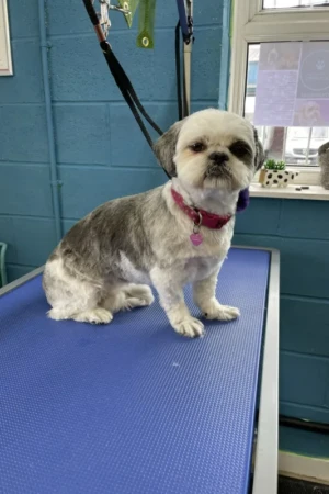 4 Paws an lee, dog & pet grooming services