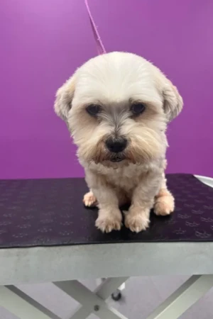 4 Paws an lee, dog & pet grooming services