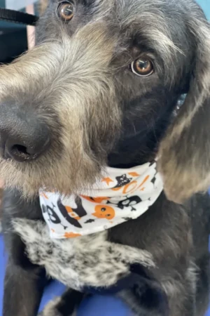 4 Paws an lee, dog & pet grooming services