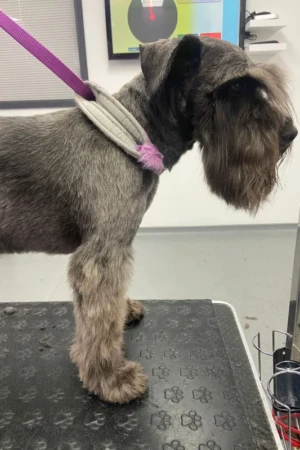 4 Paws an lee, dog & pet grooming services