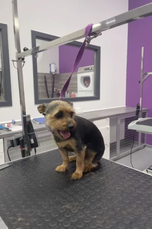 4 Paws an lee, dog & pet grooming services