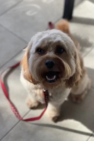 4 Paws an lee, dog & pet grooming services