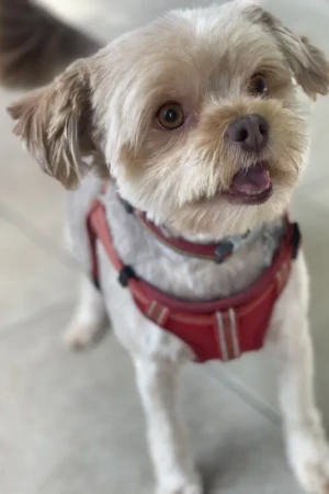 4 Paws an lee, dog & pet grooming services