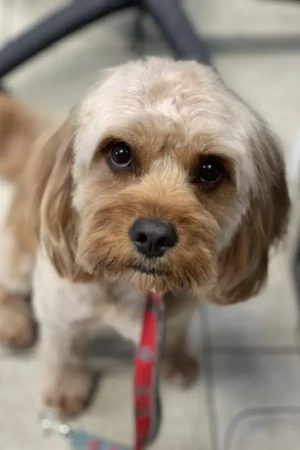 4 Paws an lee, dog & pet grooming services