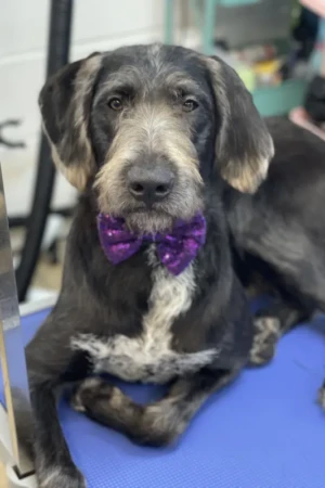 4 Paws an lee, dog & pet grooming services