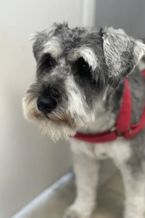 4 Paws an lee, dog & pet grooming services